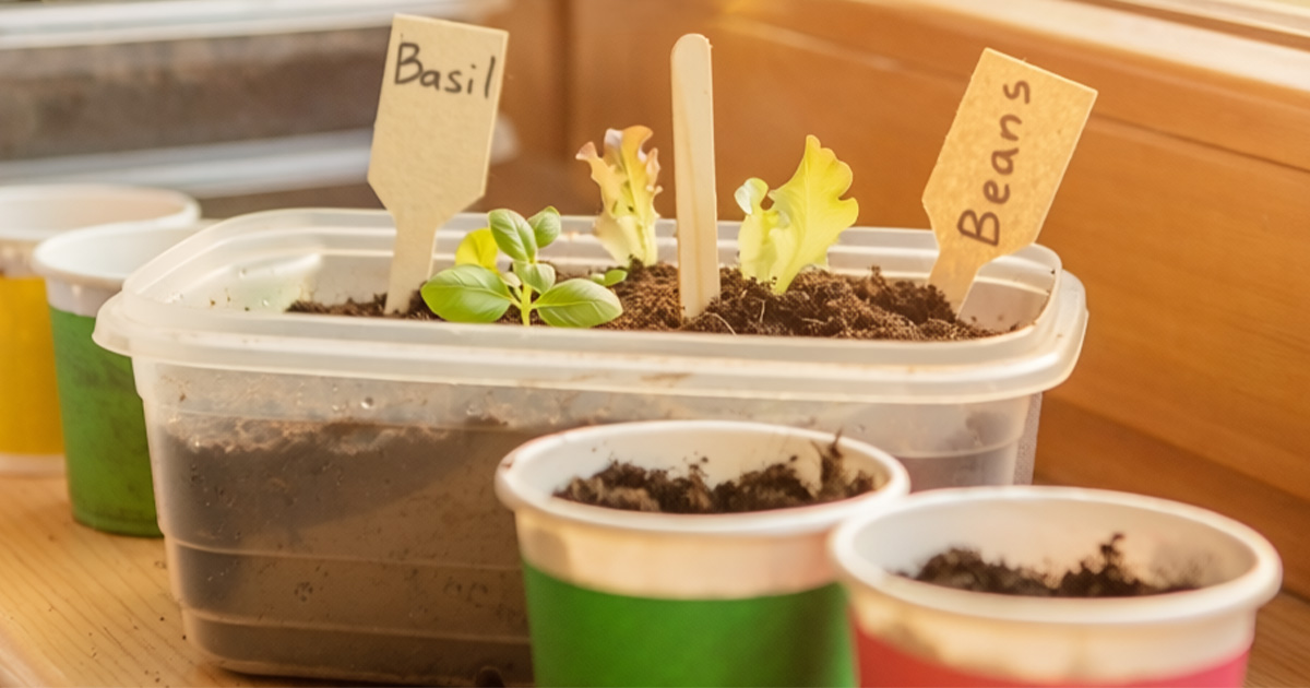 dirt in a tupperware and plastic cup with dirt growing beans and basil